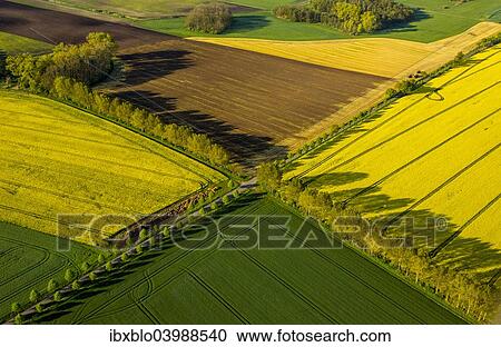 "Avenue crossroads with rape fields in full bloom, Gross Roge, Mecklenburg Lake District, Mecklenburg-Western Pomerania, Germany, Europe" View Large Photo Image Stock Image - "Avenue crossroads with rape fields in full bloom, Gross Roge, Mecklenburg Lake District, Mecklenburg-Western Pomerania, Germany, Europe". Fotosearch