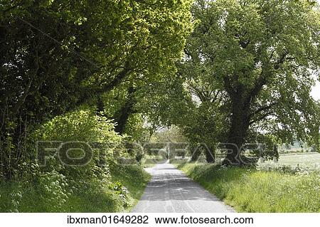 "Avenue, Monasterboice, County Louth, Leinster, Ireland, Europe" View Large Photo Image Stock Image - "Avenue, Monasterboice, County Louth, Leinster, Ireland, Europe". Fotosearch