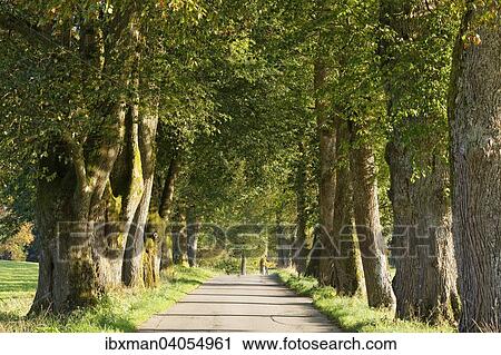 "Avenue, Nantesbuch, Bad Heilbrunn, Upper Bavaria, Bavaria, Germany, Europe" View Large Photo Image Stock Image - "Avenue, Nantesbuch, Bad Heilbrunn, Upper Bavaria, Bavaria, Germany, Europe". Fotosearch