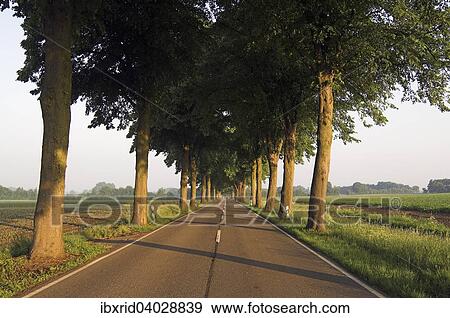 "Avenue of lime trees (Tilia cordata), Schermbeck, North Rhine-Westphalia, Germany, Europe" View Large Photo Image Stock Photo - "Avenue of lime trees (Tilia cordata), Schermbeck, North Rhine-Westphalia, Germany, Europe". Fotosearch