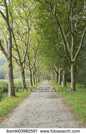 "Avenue of Plane Trees (Platanus) near Konstanz, Baden-Wurttemberg, Germany, Europe" View Large Photo Image Stock Photo - "Avenue of Plane Trees (Platanus) near Konstanz, Baden-Wurttemberg, Germany, Europe". Fotosearch