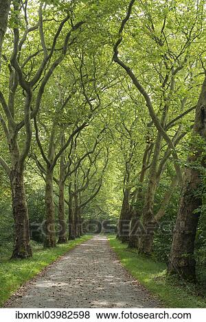 "Avenue of Plane Trees (Platanus) near Konstanz, Baden-Wurttemberg, Germany, Europe" View Large Photo Image Stock Photo - "Avenue of Plane Trees (Platanus) near Konstanz, Baden-Wurttemberg, Germany, Europe". Fotosearch
