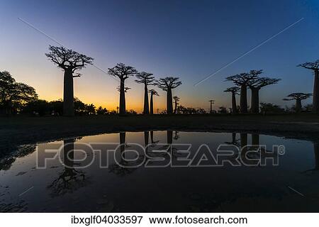 "Avenue of the Baobabs, African baobab (Adansonia digitata), at sunset with reflection, Morondava, Madagascar, Africa" View Large Photo Image Stock Photo - "Avenue of the Baobabs, African baobab (Adansonia digitata), at sunset with reflection, Morondava, Madagascar, Africa". Fotosearch