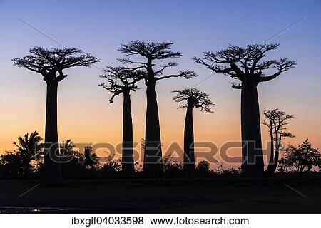 Stock Photo - "Avenue of the Baobabs, African baobab (Adansonia digitata), at sunset, Morondava, Madagascar, Africa". Fotosearch