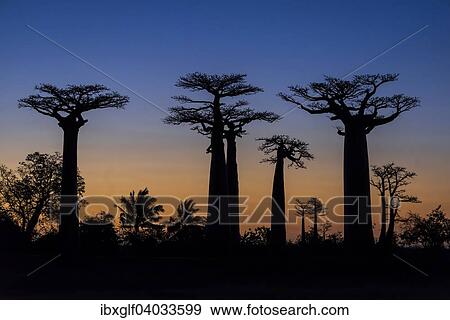 Stock Photo - "Avenue of the Baobabs, African baobab (Adansonia digitata), at sunset, Morondava, Madagascar, Africa". Fotosearch