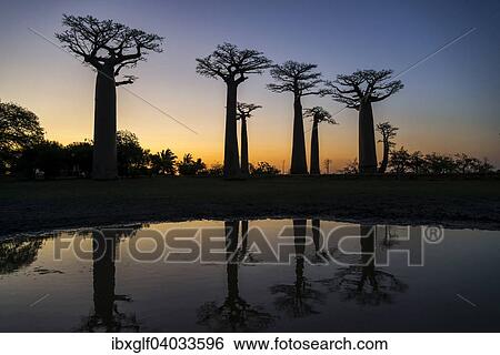 Stock Photograph - "Avenue of the Baobabs, African baobab (Adansonia digitata), at sunset with reflection, Morondava, Madagascar, Africa". Fotosearch
