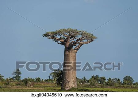 "Avenue of the Baobabs, baobab (Adansonia grandidieri), Morondava, Madagascar, Africa" View Large Photo Image Stock Image - "Avenue of the Baobabs, baobab (Adansonia grandidieri), Morondava, Madagascar, Africa". Fotosearch