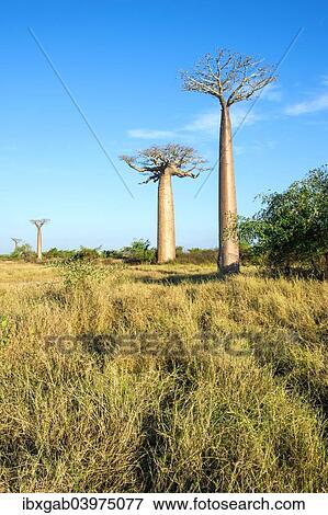 "Avenue of the Baobabs, Baobab trees (Adansonia grandidieri), Morondava, Toliara province, Madagascar, Africa" View Large Photo Image Stock Photo - "Avenue of the Baobabs, Baobab trees (Adansonia grandidieri), Morondava, Toliara province, Madagascar, Africa". Fotosearch