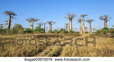 "Avenue of the Baobabs, Baobab trees (Adansonia grandidieri), Morondava, Toliara province, Madagascar, Africa" View Large Photo Image Stock Photograph - "Avenue of the Baobabs, Baobab trees (Adansonia grandidieri), Morondava, Toliara province, Madagascar, Africa". Fotosearch