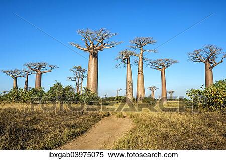 "Avenue of the Baobabs, Baobab trees (Adansonia grandidieri), Morondava, Toliara province, Madagascar, Africa" View Large Photo Image Stock Photography - "Avenue of the Baobabs, Baobab trees (Adansonia grandidieri), Morondava, Toliara province, Madagascar, Africa". Fotosearch