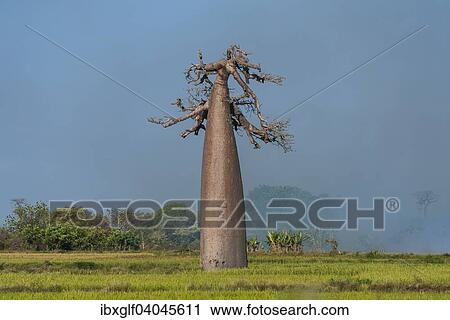 "Avenue of the Baobabs, leafless baobab (Adansonia grandidieri), Morondava, Madagascar, Africa" View Large Photo Image Stock Image - "Avenue of the Baobabs, leafless baobab (Adansonia grandidieri), Morondava, Madagascar, Africa". Fotosearch