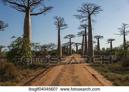 "Avenue of the Baobabs or Baobab Alley, Grandidier's Baobabs (Adansonia grandidieri), Morondava, Madagascar, Africa" View Large Photo Image Stock Photo - "Avenue of the Baobabs or Baobab Alley, Grandidier's Baobabs (Adansonia grandidieri), Morondava, Madagascar, Africa". Fotosearch
