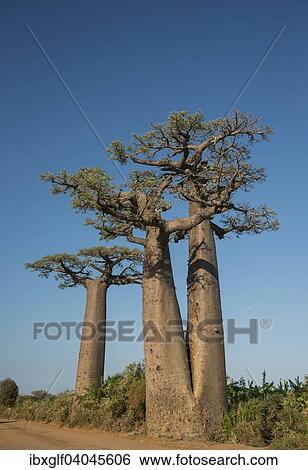 Stock Photograph - "Avenue of the Baobabs, twin baobab (Adansonia grandidieri), Morondava, Madagascar, Africa". Fotosearch