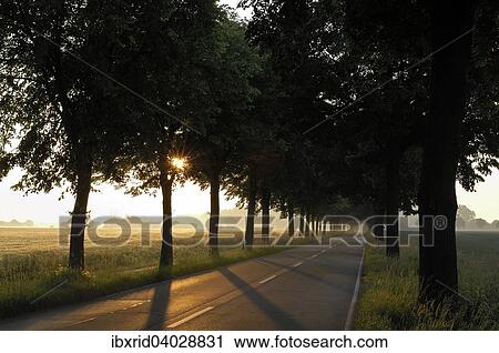 "Avenue with eveningi sun, Alpen-Veen, North Rhine-Westphalia, Germany, Europe" View Large Photo Image Stock Image - "Avenue with eveningi sun, Alpen-Veen, North Rhine-Westphalia, Germany, Europe". Fotosearch