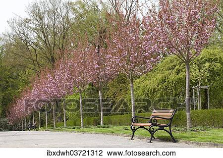 "Avenue with flowering Japanese cherry trees, Rombergpark, Dortmund, Ruhr district, North Rhine-Westphalia, Germany, Europe" View Large Photo Image Stock Image - "Avenue with flowering Japanese cherry trees, Rombergpark, Dortmund, Ruhr district, North Rhine-Westphalia, Germany, Europe". Fotosearch