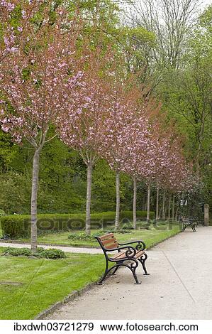 "Avenue with flowering Japanese cherry trees, Rombergpark, Dortmund, Ruhr district, North Rhine-Westphalia, Germany, Europe" View Large Photo Image Stock Photo - "Avenue with flowering Japanese cherry trees, Rombergpark, Dortmund, Ruhr district, North Rhine-Westphalia, Germany, Europe". Fotosearch