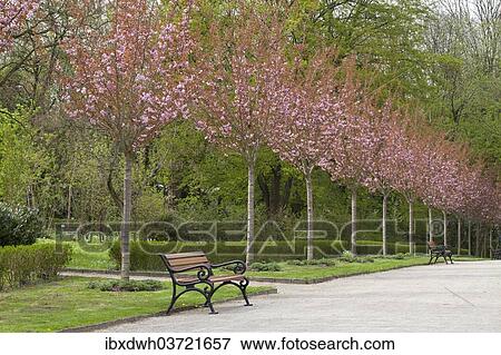"Avenue with flowering Japanese cherry trees, Rombergpark, Dortmund, Ruhr district, North Rhine-Westphalia, Germany, Europe" View Large Photo Image Stock Photo - "Avenue with flowering Japanese cherry trees, Rombergpark, Dortmund, Ruhr district, North Rhine-Westphalia, Germany, Europe". Fotosearch