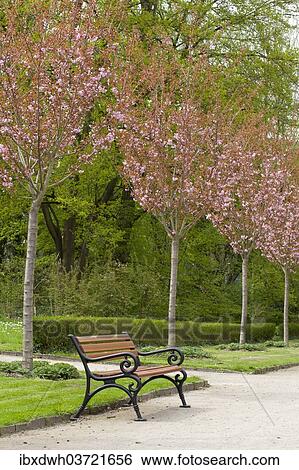 Stock Photograph - "Avenue with flowering Japanese cherry trees, Rombergpark, Dortmund, Ruhr district, North Rhine-Westphalia, Germany, Europe". Fotosearch