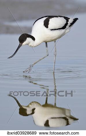 "Avocet (Recurvirostra avosetta) foraging for food, reflection in the water, Texel, West Frisian Islands, North Holland, Holland, The Netherlands, Europe" View Large Photo Image Stock Photo - "Avocet (Recurvirostra avosetta) foraging for food, reflection in the water, Texel, West Frisian Islands, North Holland, Holland, The Netherlands, Europe". Fotosearch