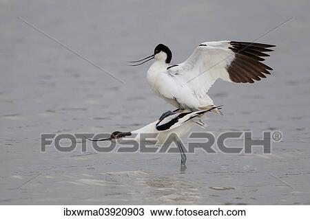 "Avocets (Recurvirostra avosetta), mating, Texel, West Frisian Islands, province of North Holland, Holland, The Netherlands, Europe" View Large Photo Image Stock Image - "Avocets (Recurvirostra avosetta), mating, Texel, West Frisian Islands, province of North Holland, Holland, The Netherlands, Europe". Fotosearch