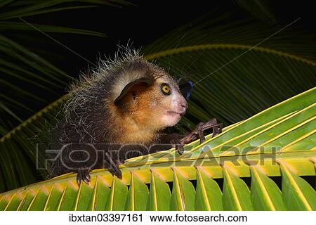 "Aye-aye (Daubentonia madagascariensis) on a palm frond, Masoala Peninsula, Madagascar, Africa" View Large Photo Image Stock Image - "Aye-aye (Daubentonia madagascariensis) on a palm frond, Masoala Peninsula, Madagascar, Africa". Fotosearch
