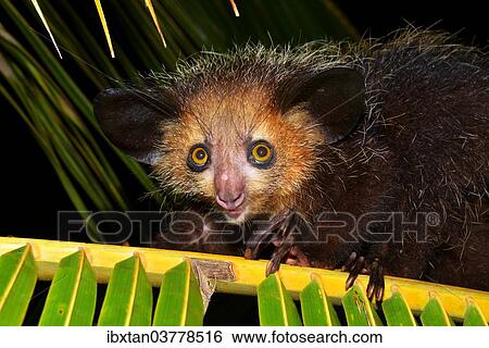 "Aye-aye (Daubentonia madagascariensis), Masoala National Park, Madagascar, Africa" View Large Photo Image Stock Photograph - "Aye-aye (Daubentonia madagascariensis), Masoala National Park, Madagascar, Africa". Fotosearch
