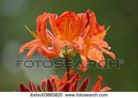 "Azalea (Rhododendron), 'Saturnus Mollis' hybrid, flowering, Thuringia, Germany, Europe" View Large Photo Image Stock Image - "Azalea (Rhododendron), 'Saturnus Mollis' hybrid, flowering, Thuringia, Germany, Europe". Fotosearch