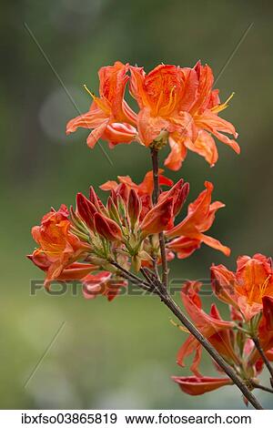 "Azalea (Rhododendron), 'Saturnus Mollis' hybrid, flowering, Thuringia, Germany, Europe" View Large Photo Image Stock Photo - "Azalea (Rhododendron), 'Saturnus Mollis' hybrid, flowering, Thuringia, Germany, Europe". Fotosearch