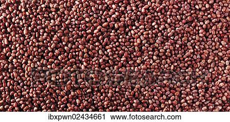 Azuki beans View Large Photo Image Stock Image - Azuki beans. Fotosearch