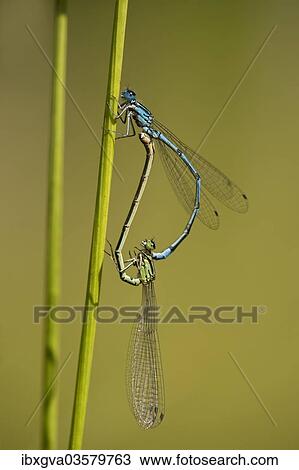 "Azure Damselflies (Coenagrion puella) mating, Versoix, Canton of Geneva, Switzerland, Europe" View Large Photo Image Stock Image - "Azure Damselflies (Coenagrion puella) mating, Versoix, Canton of Geneva, Switzerland, Europe". Fotosearch