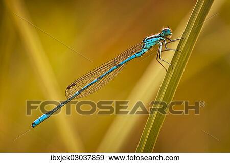 "Azure Damselfly (Coenagrion puella), Gartenteich Schmellwitz, Cottbus, Brandenburg, Germany, Europe" View Large Photo Image Stock Photo - "Azure Damselfly (Coenagrion puella), Gartenteich Schmellwitz, Cottbus, Brandenburg, Germany, Europe". Fotosearch