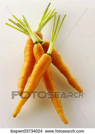 Baby carrots View Large Photo Image Picture - Baby carrots. Fotosearch
