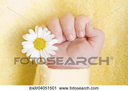 Baby hand holding a white daisy View Large Photo Image Stock Image - Baby hand holding a white daisy. Fotosearch
