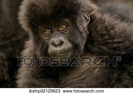 "Baby Mountain Gorilla (Gorilla beringei beringei) from the Hirwa group at the foot of the Gahinga Volcano, Parc National des Volcans, Volcanoes National Park, Rwanda, Africa" View Large Photo Image Stock Image - "Baby Mountain Gorilla (Gorilla beringei beringei) from the Hirwa group at the foot of the Gahinga Volcano, Parc National des Volcans, Volcanoes National Park, Rwanda, Africa". Fotosearch
