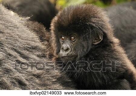 "Baby Mountain Gorilla (Gorilla beringei beringei) from the Hirwa group at the foot of the Gahinga Volcano, Parc National des Volcans, Volcanoes National Park, Rwanda, Africa" View Large Photo Image Stock Image - "Baby Mountain Gorilla (Gorilla beringei beringei) from the Hirwa group at the foot of the Gahinga Volcano, Parc National des Volcans, Volcanoes National Park, Rwanda, Africa". Fotosearch