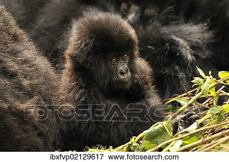 Stock Photo - "Baby Mountain Gorilla (Gorilla beringei beringei) from the Hirwa group at the foot of the Gahinga Volcano, Parc National des Volcans, Volcanoes National Park, Rwanda, Africa". Fotosearch