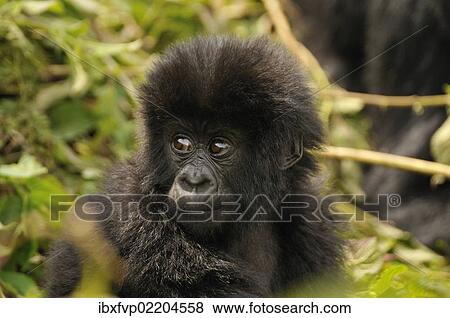 "Baby Mountain Gorilla (Gorilla beringei beringei) of the Hirwa group at the foot of Gahinga Volcano, Parc National des Volcans, Volcano National Park, Rwanda, Africa" View Large Photo Image Stock Photo - "Baby Mountain Gorilla (Gorilla beringei beringei) of the Hirwa group at the foot of Gahinga Volcano, Parc National des Volcans, Volcano National Park, Rwanda, Africa". Fotosearch