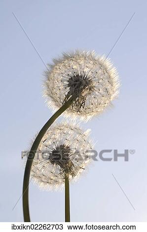 Back lit dandelion clocks or blowballs (Taraxacum officinale) View Large Photo Image Stock Image - Back lit dandelion clocks or blowballs (Taraxacum officinale). Fotosearch