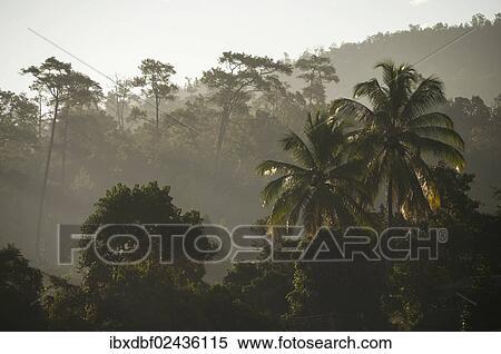"Backlit jungle at sunrise, Pang Mapha or Soppong region, Mae Hong Son province, northern Thailand, Thailand, Asia" View Large Photo Image Stock Photography - "Backlit jungle at sunrise, Pang Mapha or Soppong region, Mae Hong Son province, northern Thailand, Thailand, Asia". Fotosearch