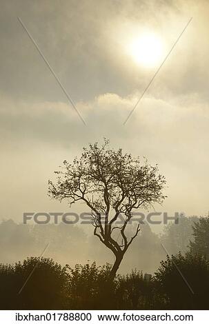 "Backlit tree, Triestingtal valley, Lower Austria, Austria, Europe" View Large Photo Image Stock Image - "Backlit tree, Triestingtal valley, Lower Austria, Austria, Europe". Fotosearch