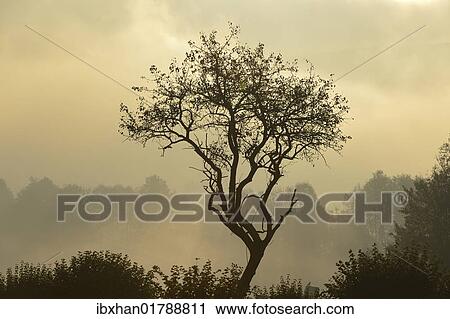 "Backlit tree, Triestingtal valley, Lower Austria, Austria, Europe" View Large Photo Image Stock Image - "Backlit tree, Triestingtal valley, Lower Austria, Austria, Europe". Fotosearch