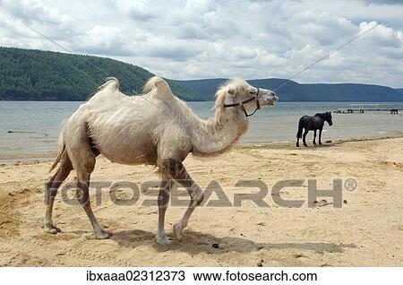 "Bactrian camel (Camelus bactrianus) on the Angara river bank, Baikal, Siberia, Russian Federation, Eurasia" View Large Photo Image Stock Image - "Bactrian camel (Camelus bactrianus) on the Angara river bank, Baikal, Siberia, Russian Federation, Eurasia". Fotosearch