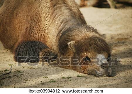 Stock Image - "Bactrian Camel (Camelus ferus), resting in the sand". Fotosearch
