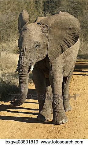 Stock Photo - "Bad-tempered adolescent African Elephant (Loxodonta africana) with flapping ears, Madikwe Game Reserve, South Africa, Africa". Fotosearch