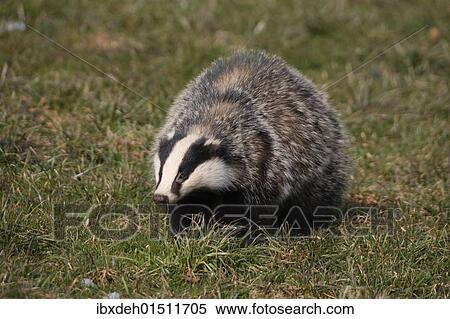 "Badger (Meles meles) foraging in a meadow, Allgaeu, Bavaria, Germany, Europe" View Large Photo Image Stock Photography - "Badger (Meles meles) foraging in a meadow, Allgaeu, Bavaria, Germany, Europe". Fotosearch
