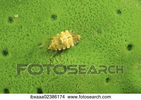 "Baikalian amphipods (Amphipoda), Lake Baikal, Siberia, Russian Federation, Eurasia" View Large Photo Image Picture - "Baikalian amphipods (Amphipoda), Lake Baikal, Siberia, Russian Federation, Eurasia". Fotosearch