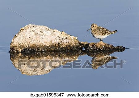 "Baird's Sandpiper (Calidris bairdii), Laguna de Chaxa, Atacama desert, Antofagasta region, Chile, South America" View Large Photo Image Stock Photo - "Baird's Sandpiper (Calidris bairdii), Laguna de Chaxa, Atacama desert, Antofagasta region, Chile, South America". Fotosearch