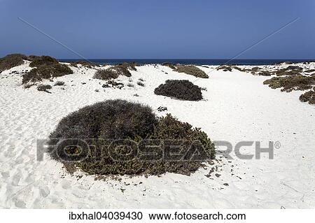 "Bajo de los Sables in Orzola, Lanzarote, Canary Islands, Spain, Europe" View Large Photo Image Stock Image - "Bajo de los Sables in Orzola, Lanzarote, Canary Islands, Spain, Europe". Fotosearch