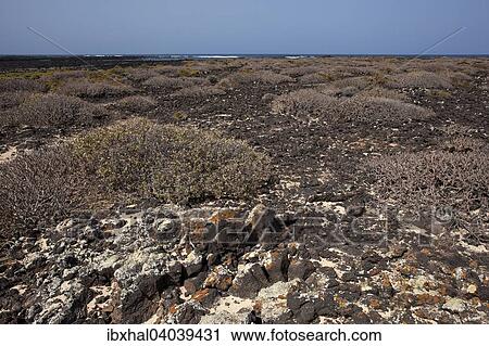 "Bajo de los Sables in Orzola, Lanzarote, Canary Islands, Spain, Europe" View Large Photo Image Stock Image - "Bajo de los Sables in Orzola, Lanzarote, Canary Islands, Spain, Europe". Fotosearch