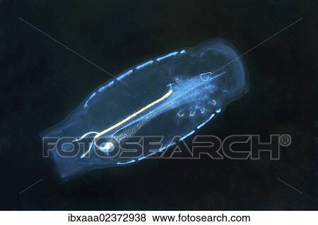 "Baker's cyclosalpa (Cyclosalpa bakeri), salp, Japan Sea, Far East, Primorsky Krai, Russian Federation" View Large Photo Image Stock Photo - "Baker's cyclosalpa (Cyclosalpa bakeri), salp, Japan Sea, Far East, Primorsky Krai, Russian Federation". Fotosearch